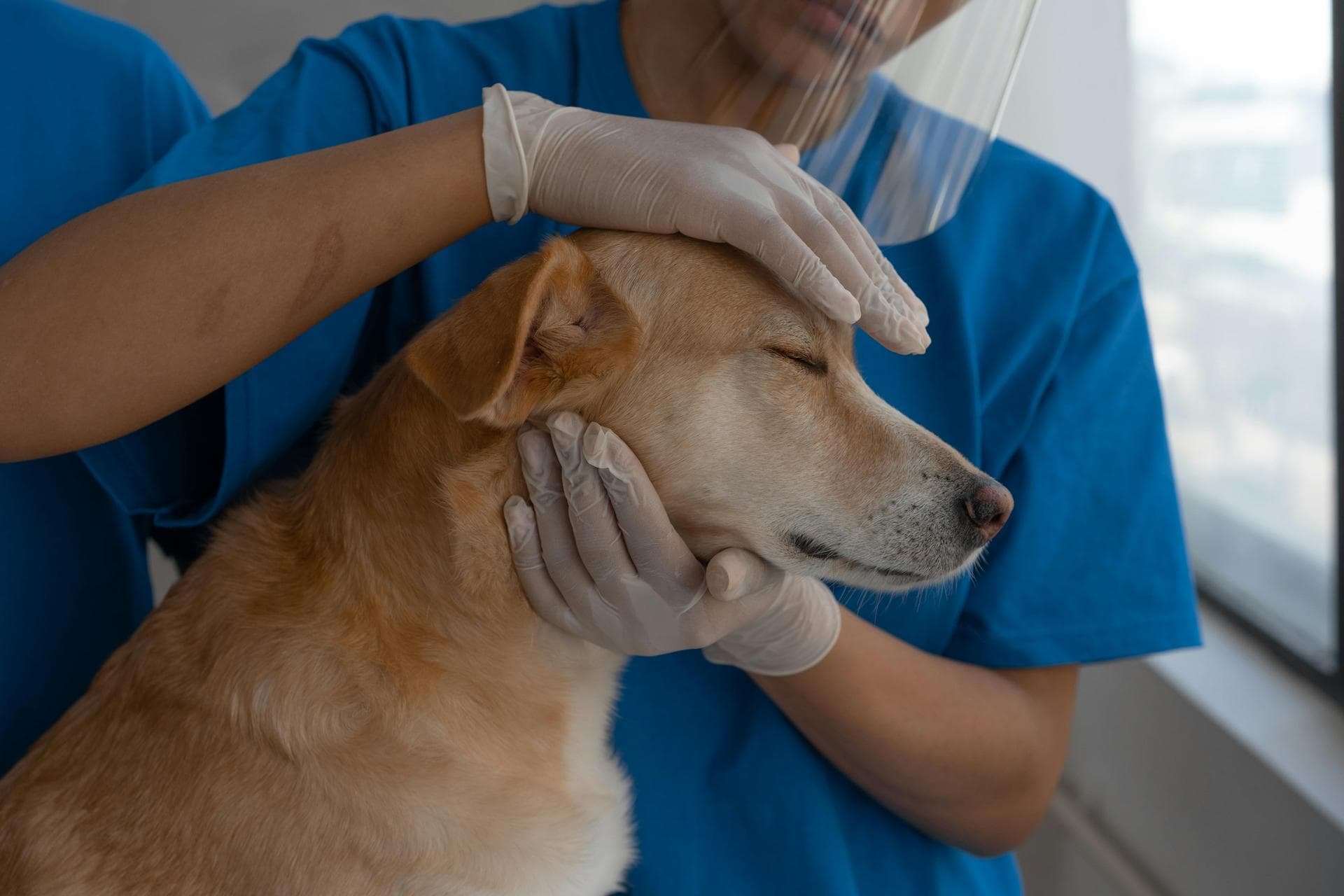 Dog & Cat Vets in Hot Springs