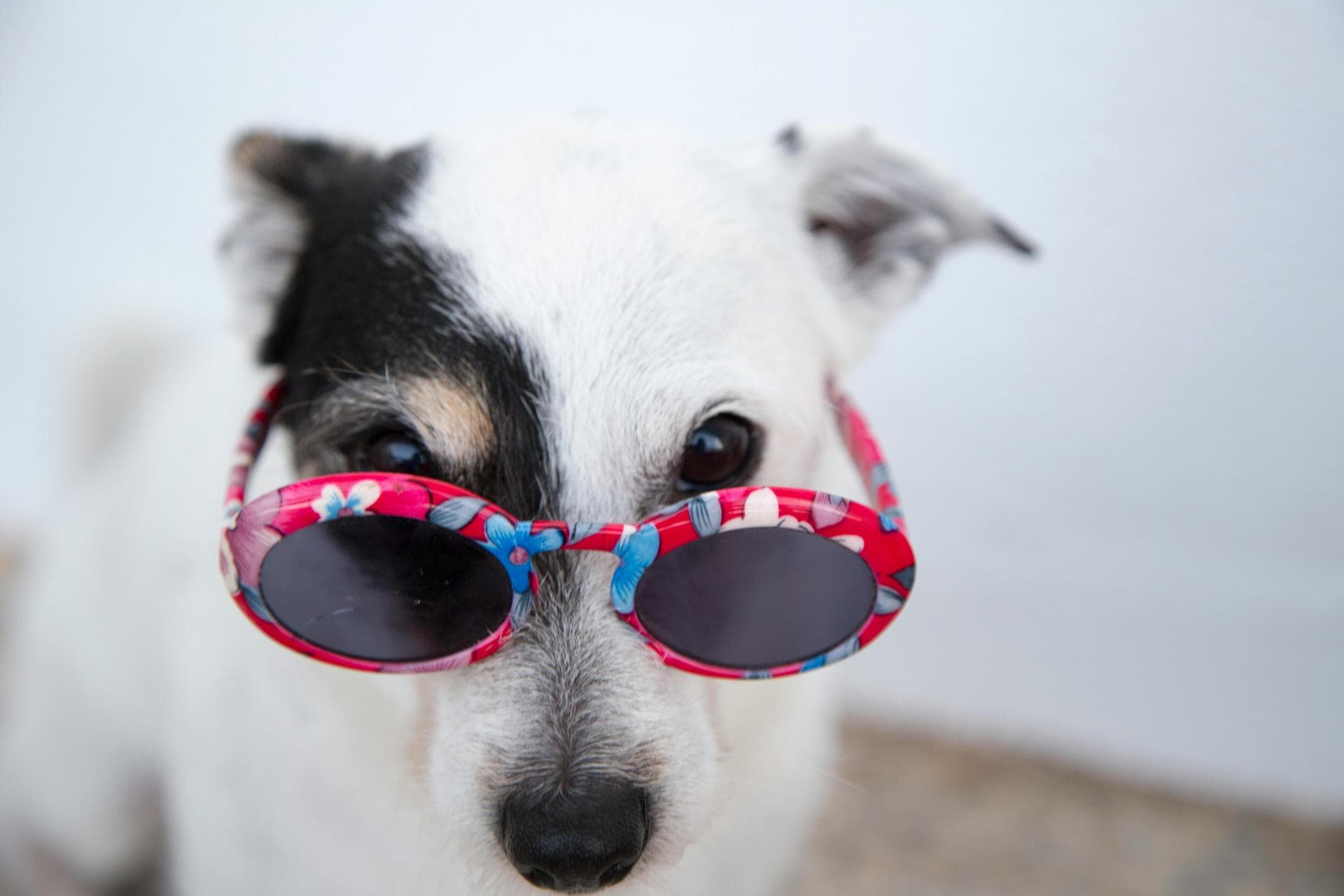 Dog & Cat Vets in Hot Springs