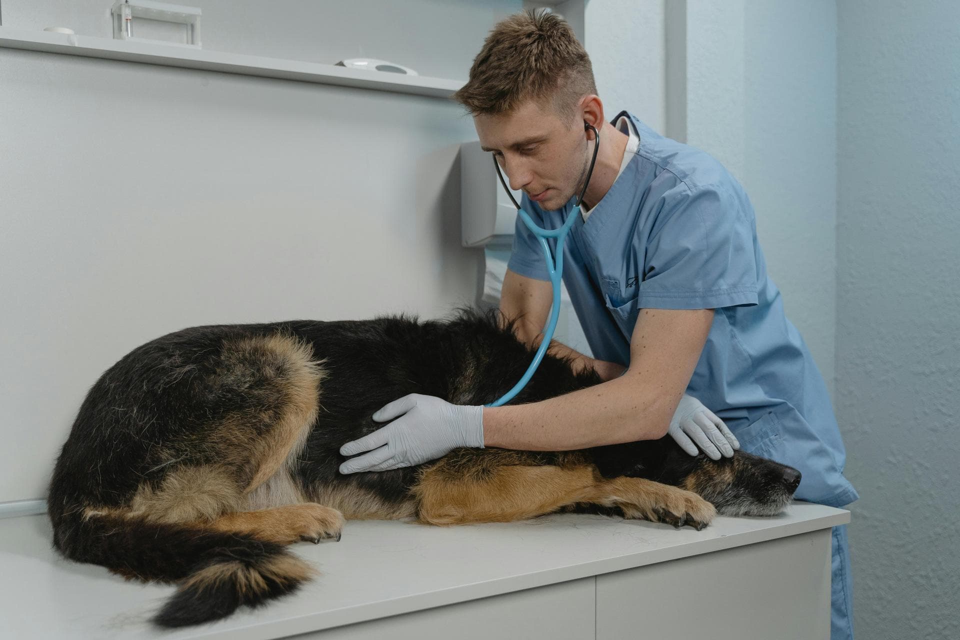 Emergency vets in Hot Springs